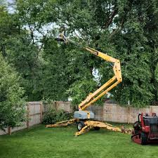 How Our Tree Care Process Works  in Paducah, KY